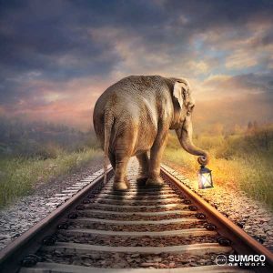 Billd-Collagen | SUMAGO network